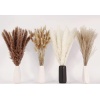 Dried Pampas Grass Decor, 100 PCS Pampas Grass Contains Bunny Tails Dried - Image 2
