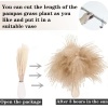 Dried Pampas Grass Decor, 100 PCS Pampas Grass Contains Bunny Tails Dried - Image 5