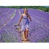 Pura Aide Lavender Sachets Pre-Filled for Refreshing Drawers Closets Dressers - Image 5