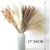 Dried Pampas Grass Decor, 100 PCS Pampas Grass Contains Bunny Tails Dried - Image 3